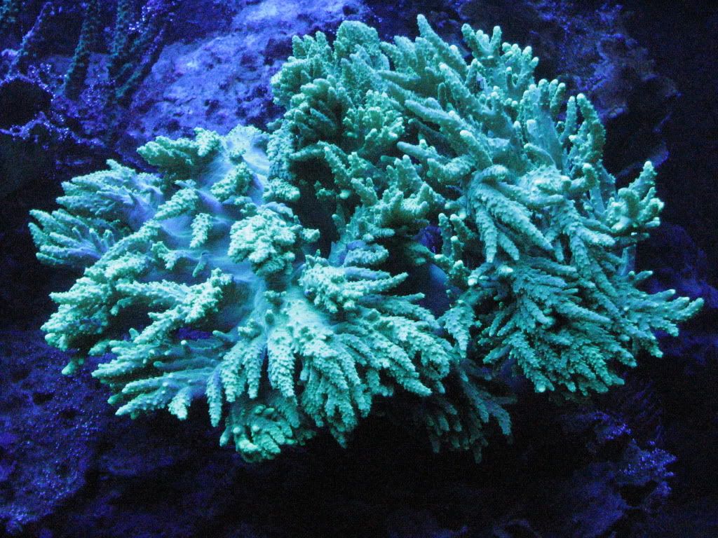 pics030-1.jpg