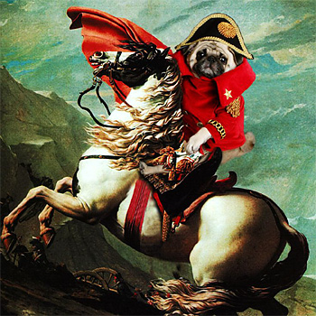 pug1_350x350.jpg