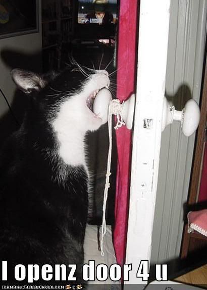 cat2.jpg