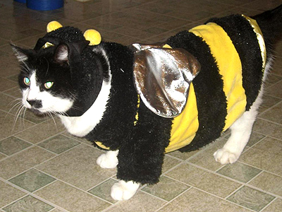 bee_cat.jpg