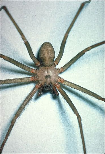 brownrecluse02.jpg