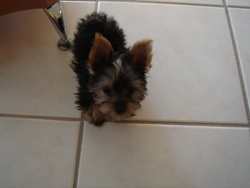 Chester-1stDay007.jpg