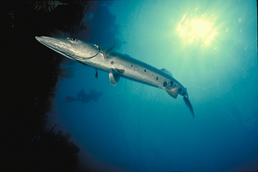 Barracuda-4640.jpg