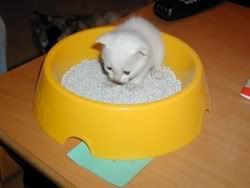 Kittybowl.jpg