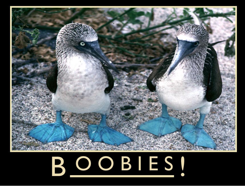 boobie_bird.jpg