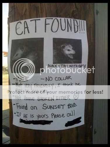 found-cat.jpg