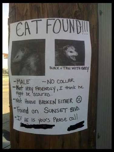 found-cat.jpg