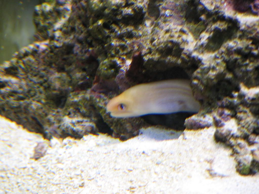 eel2.jpg