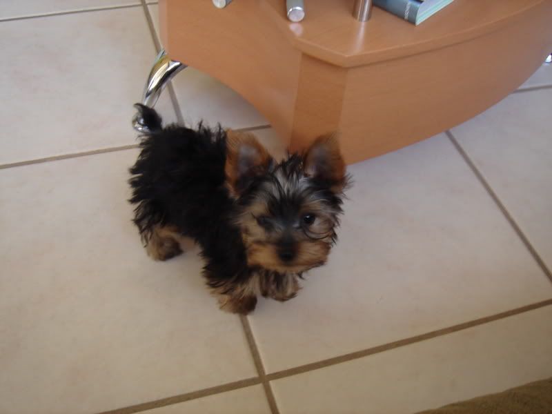 Chester-1stDay018.jpg