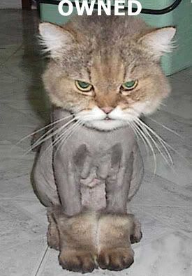 ownedkitty.jpg