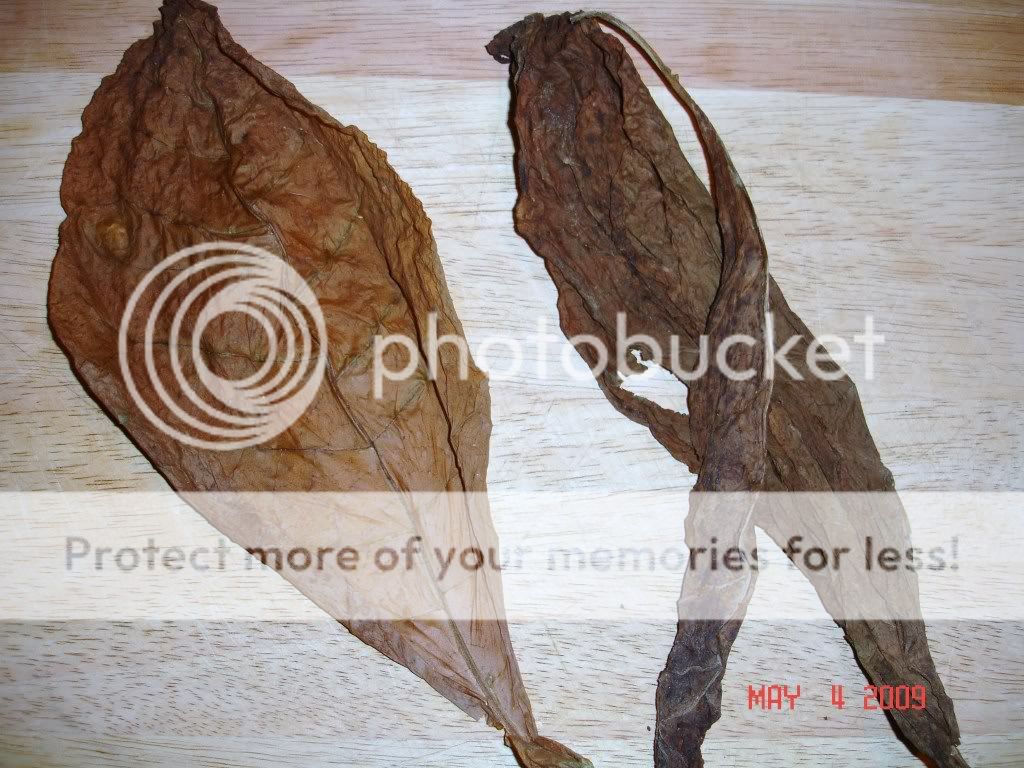 DSC03780.jpg
