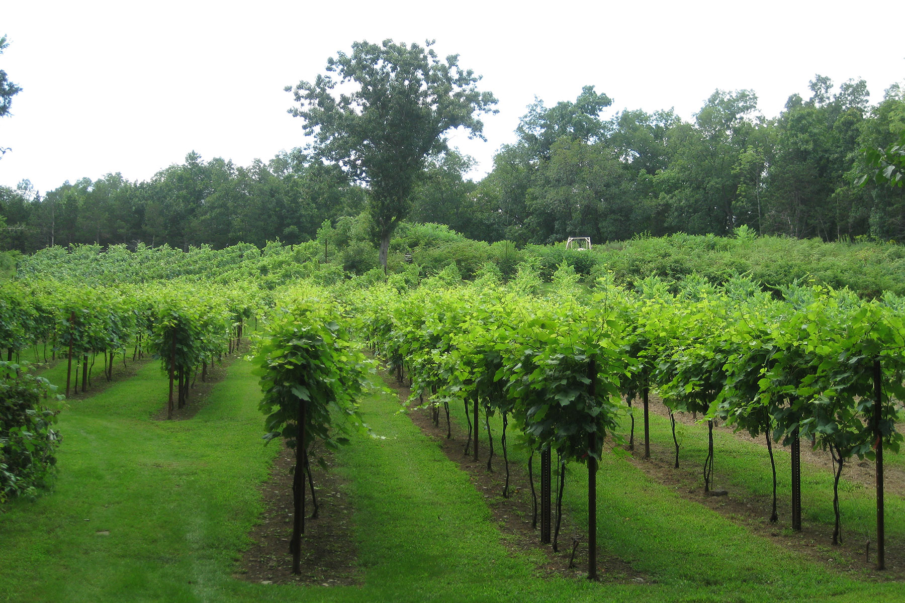clearviewvineyard.com
