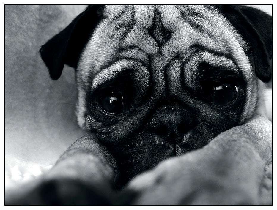 It__s_just_one_of_those_days_by_pug_friends.jpg