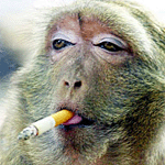 smokin_monkey.gif