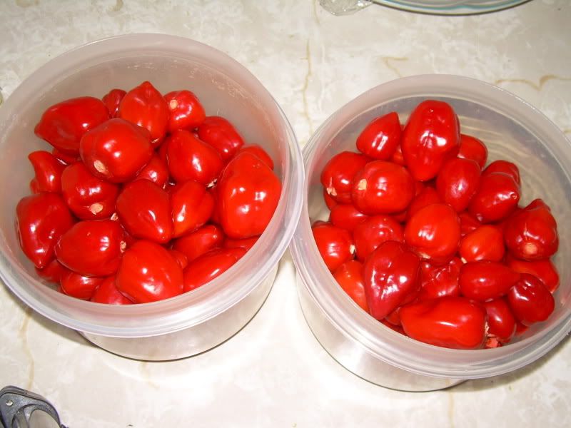 DSCN1743.jpg
