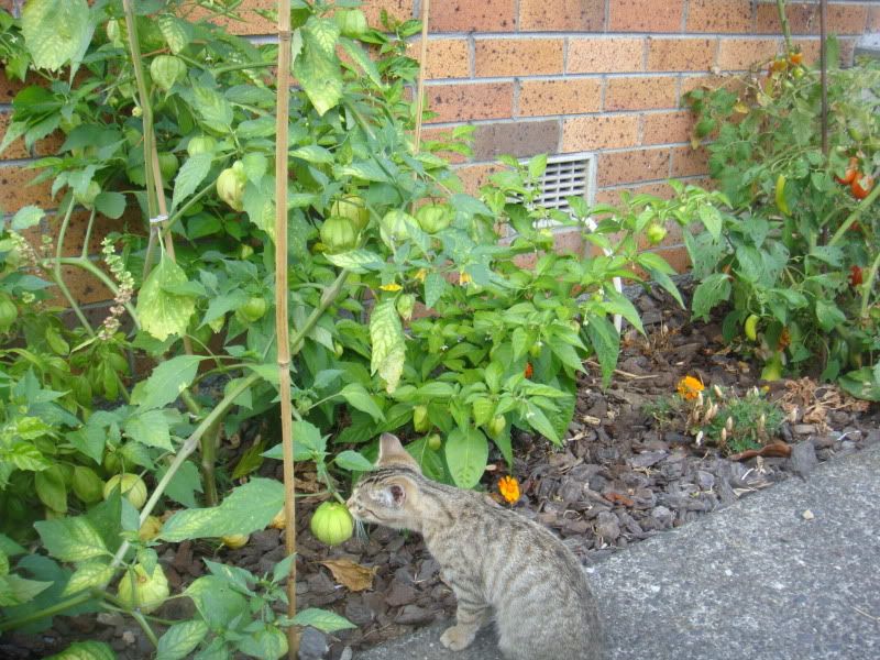 DSC00693.jpg