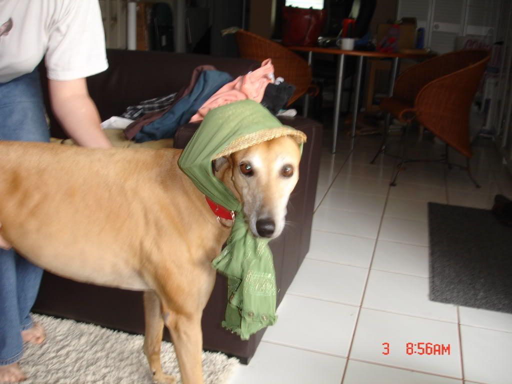 doggie112.jpg