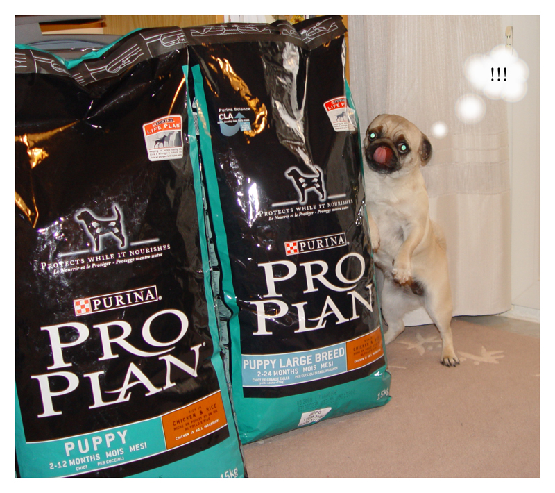 All_you_can_eat_by_pug_friends.jpg