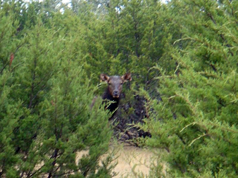SpookedElkCow.jpg