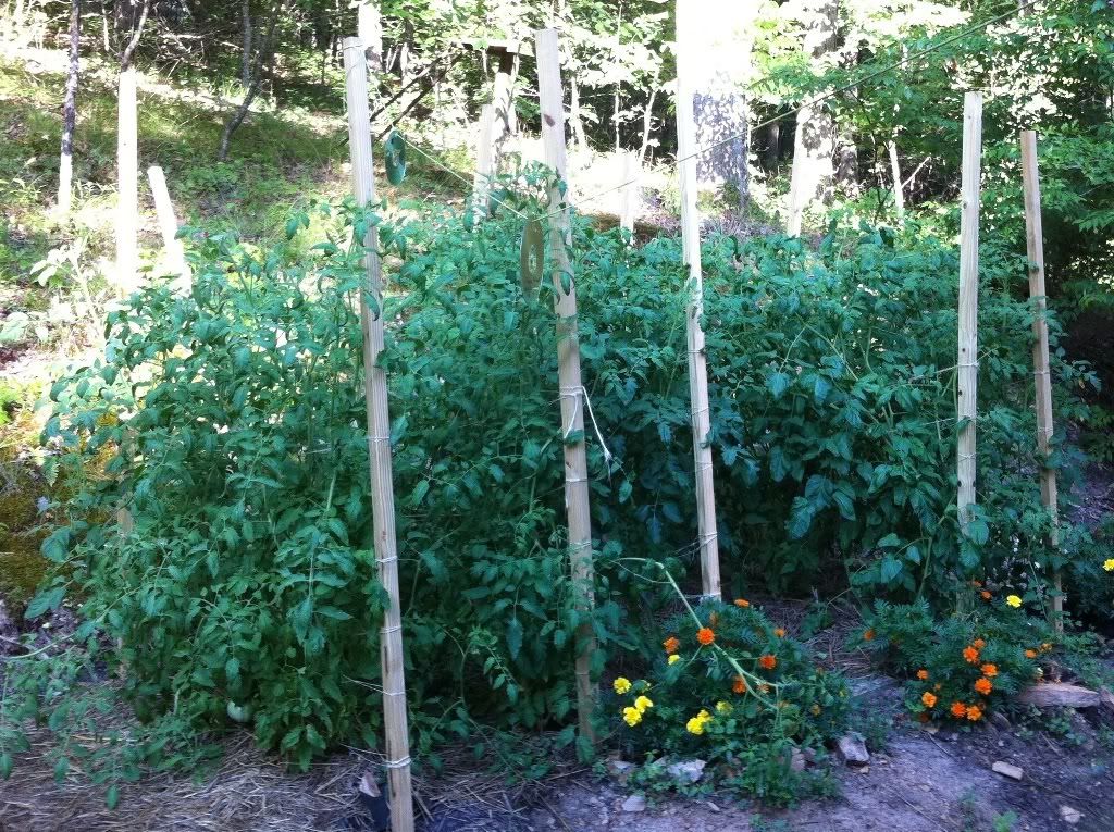 Tomatoes.jpg