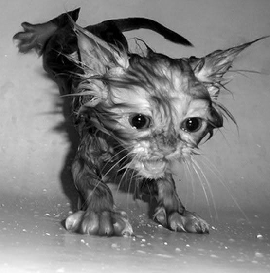 soaked_kitten.jpg