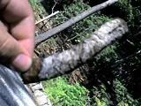img043.jpg