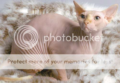 hairless_cat.jpg