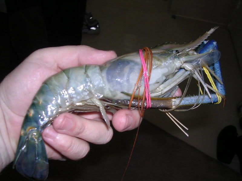 DSCN2950.jpg