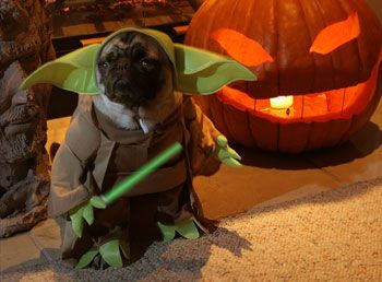 yoda_pug.jpg