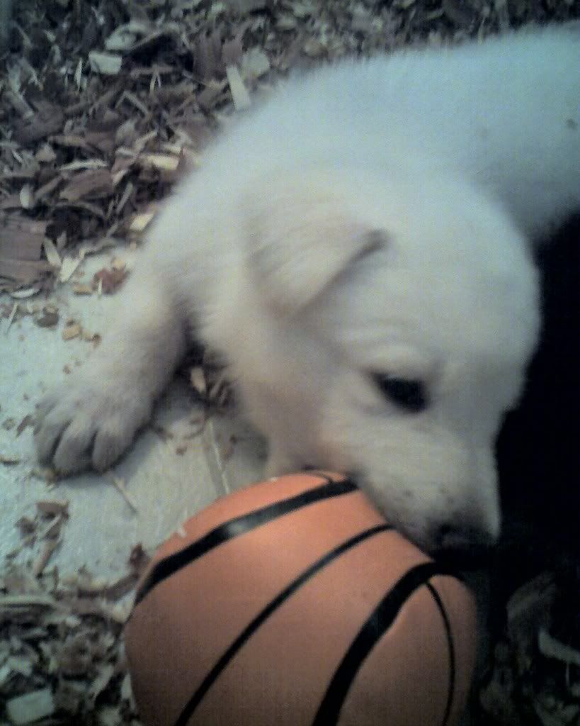 puppies2007.jpg