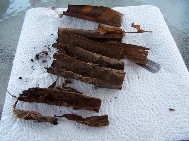 PluggedPadron005.jpg