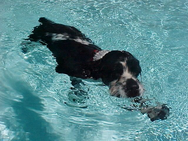 Lucy_swimming.jpg