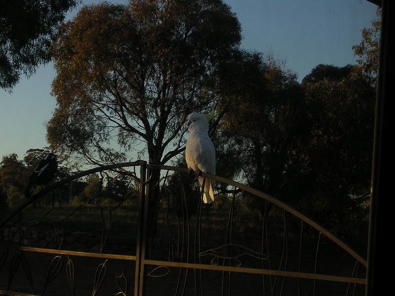 Cockatoo2.jpg