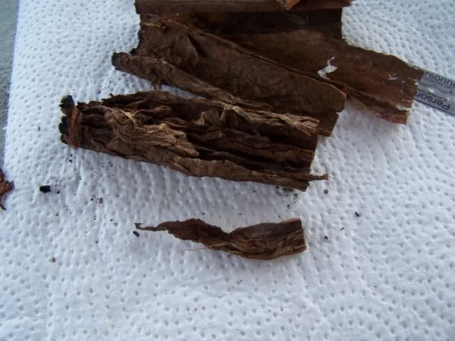 PluggedPadron004.jpg