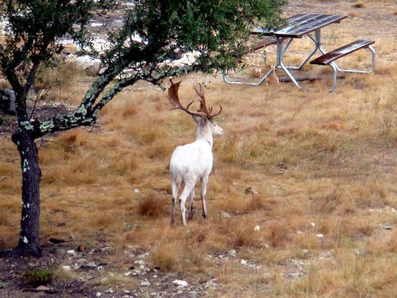 whiteelk001.jpg