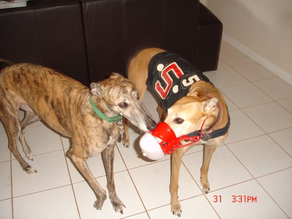 doggie127.jpg