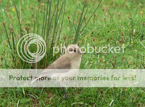 Ground20tit20Pseudopodoces20humilis.jpg