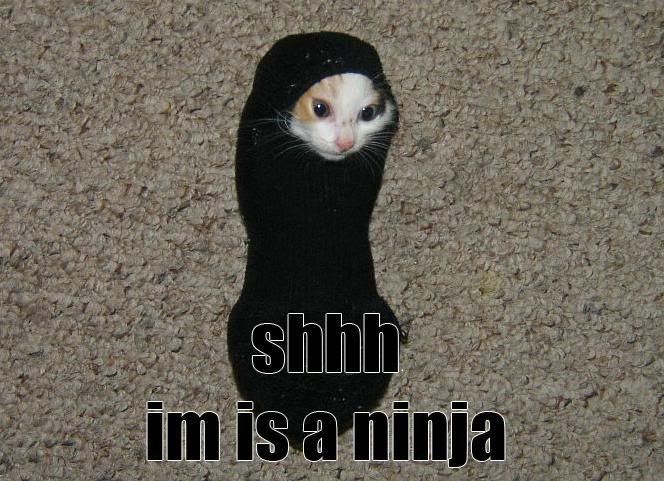cat3.jpg
