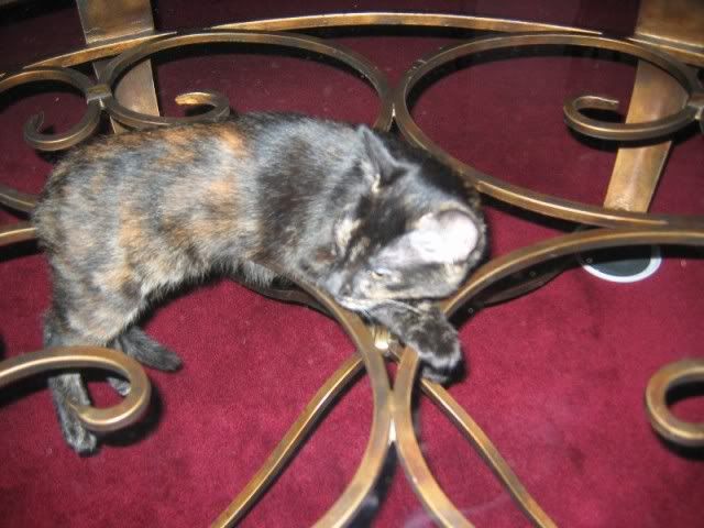StupidCat.jpg