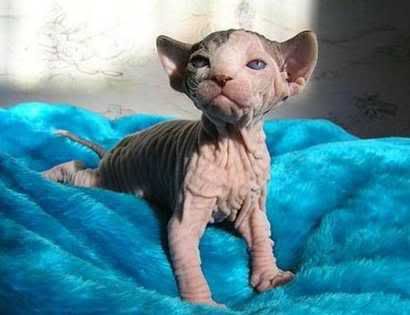 Little-Kitty.jpg