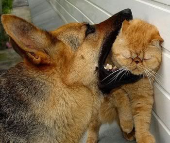 dog-chew-toy.jpg