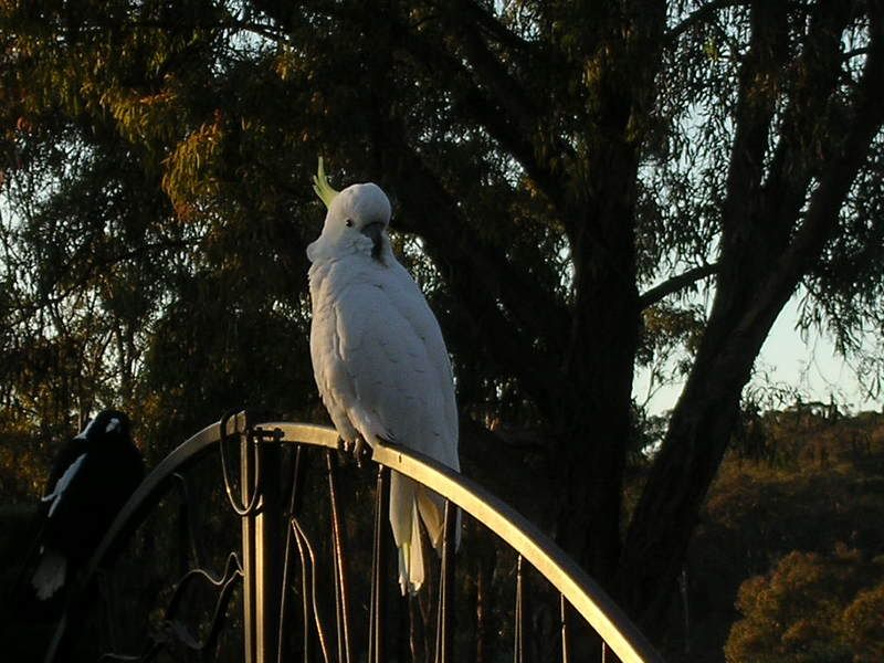 Cockatoo.jpg