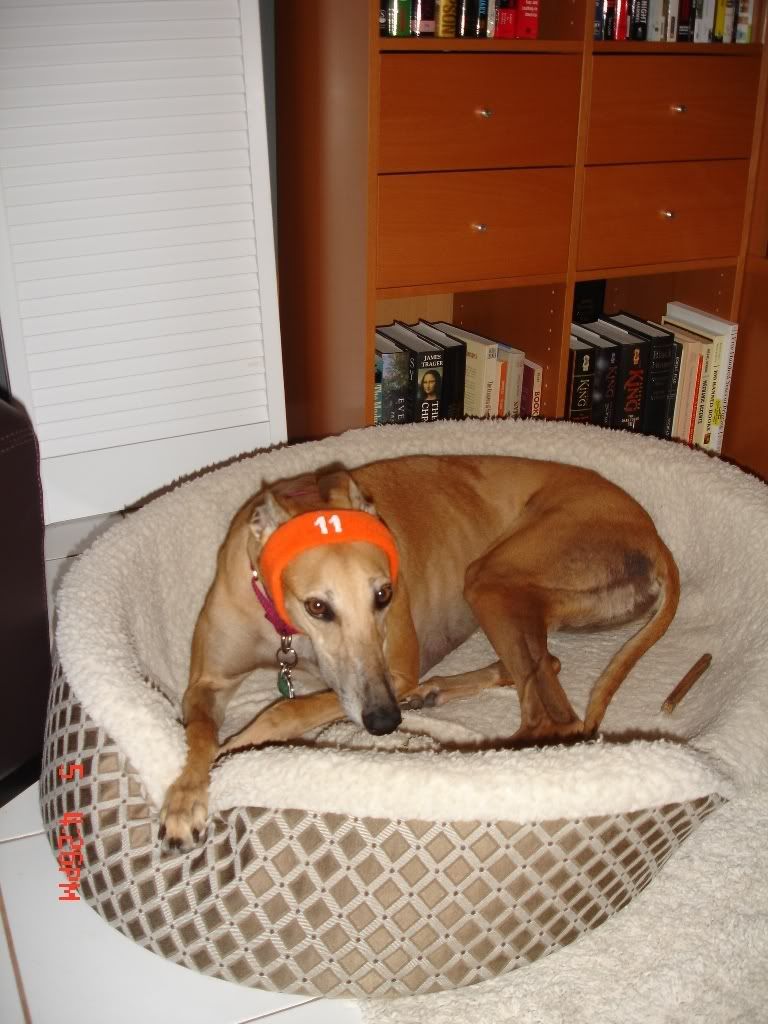 Doggy496b.jpg
