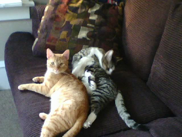 cats.jpg