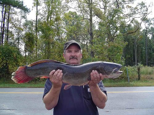 fish1.jpg
