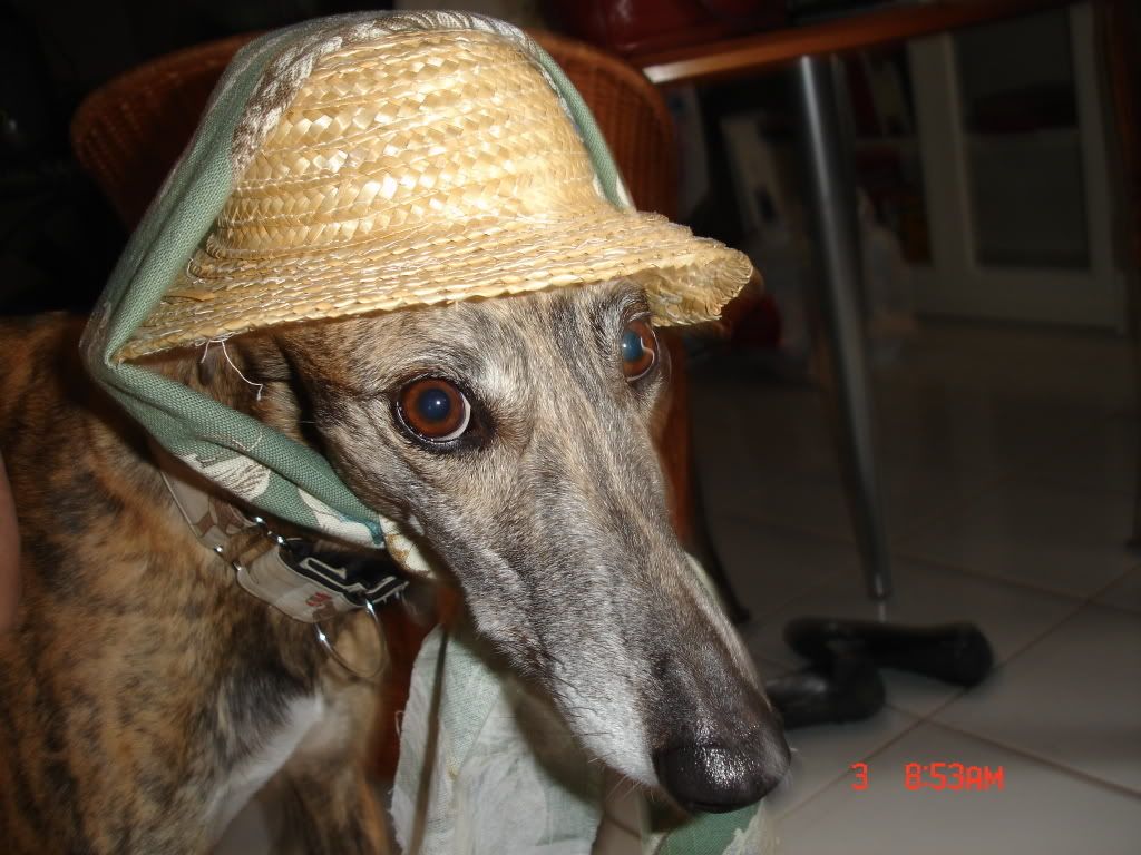 doggie110.jpg
