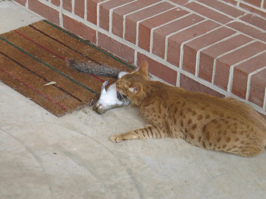 IMG_1306.jpg