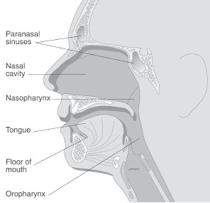 sinuses.jpg