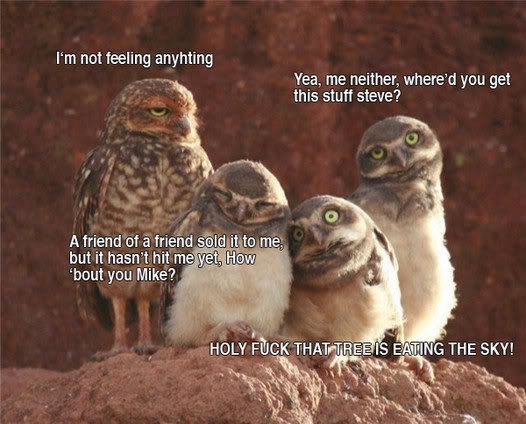 owls.jpg