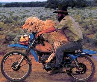 sheep-dip.jpg